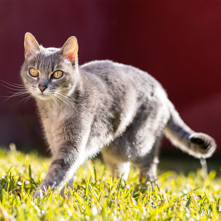 Prices Terms 5 Star Boarding Kennels & Cattery